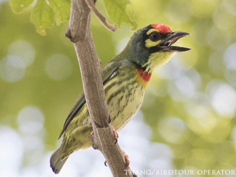 Birds of South East Asia