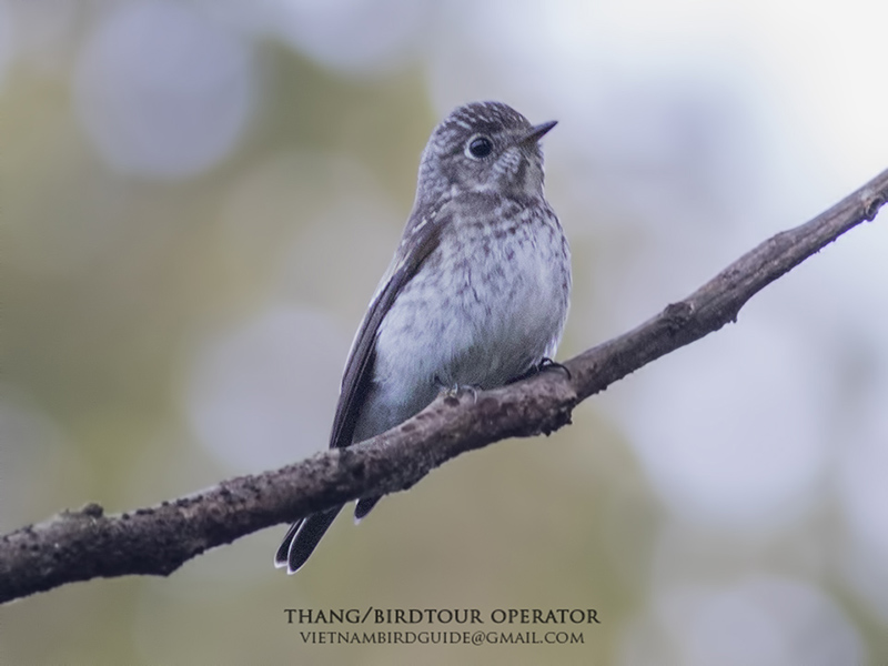 Birds of South East Asia