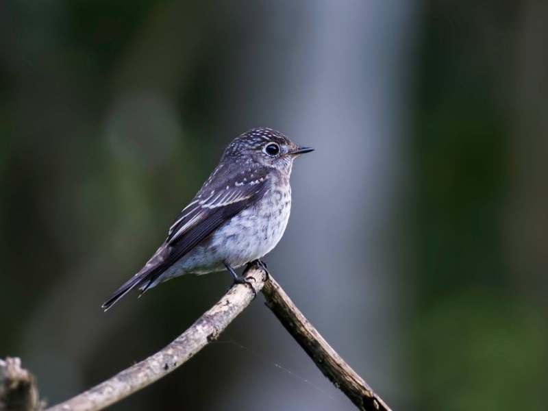 Birds of South East Asia