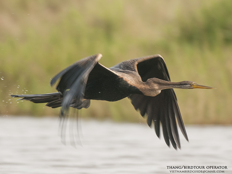 Birds of South East Asia