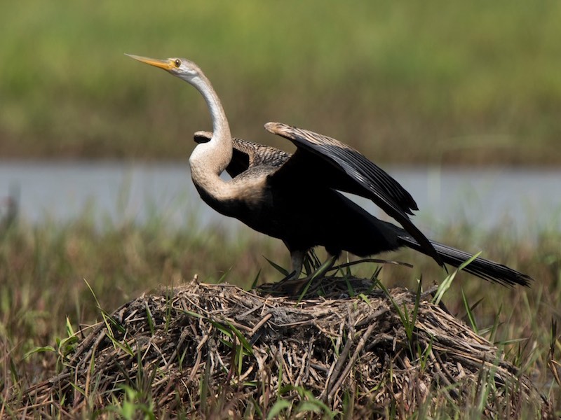 Birds of South East Asia