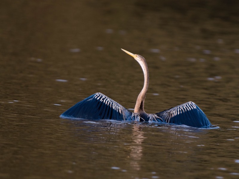 Birds of South East Asia