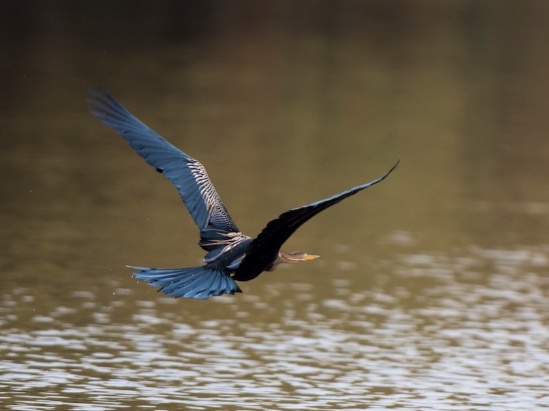 Birds of South East Asia