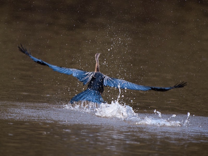 Birds of South East Asia
