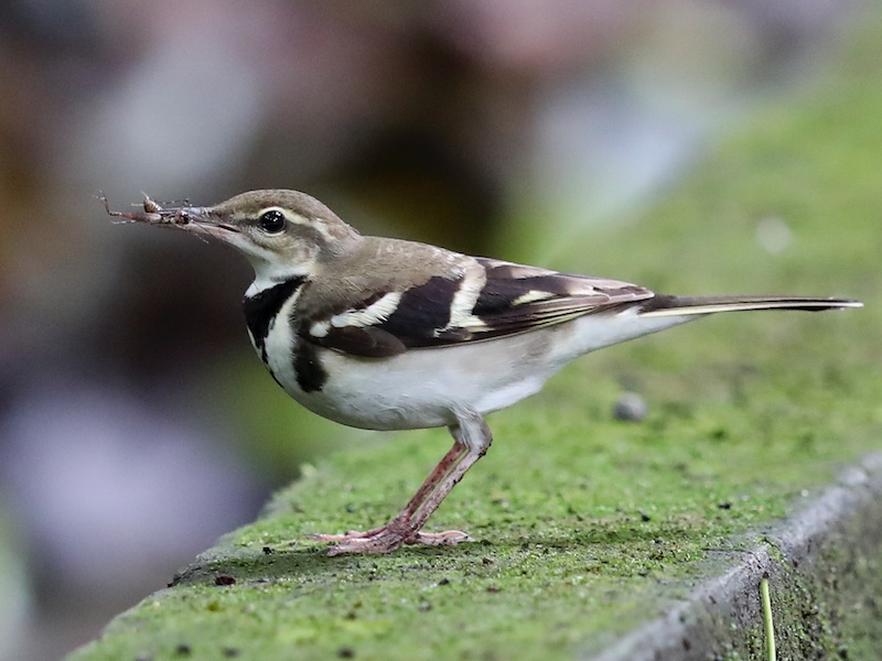Birds of South East Asia