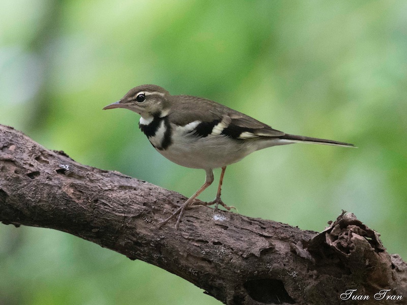 Birds of South East Asia
