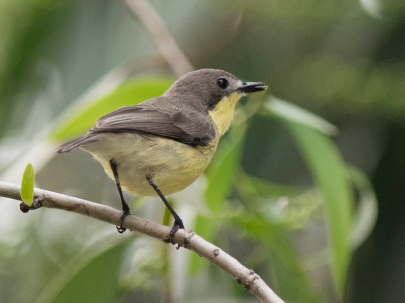 Birds of South East Asia