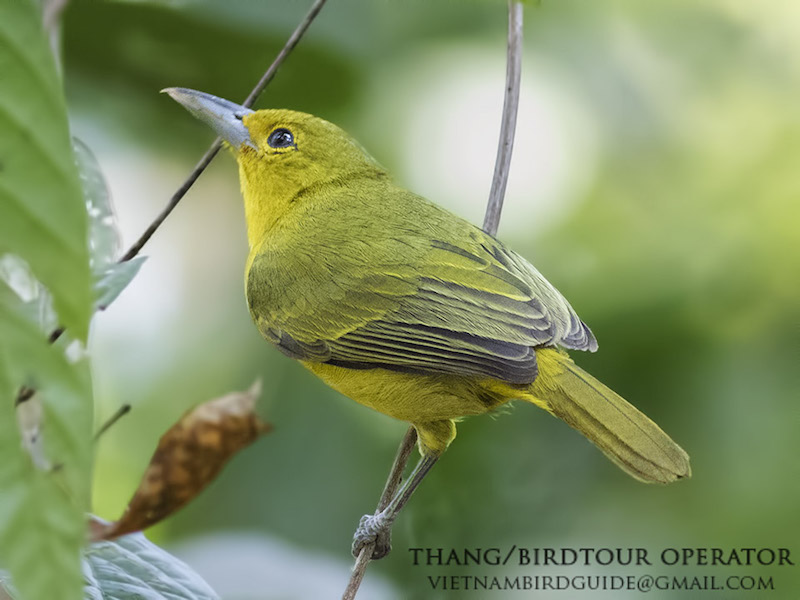 Birds of South East Asia