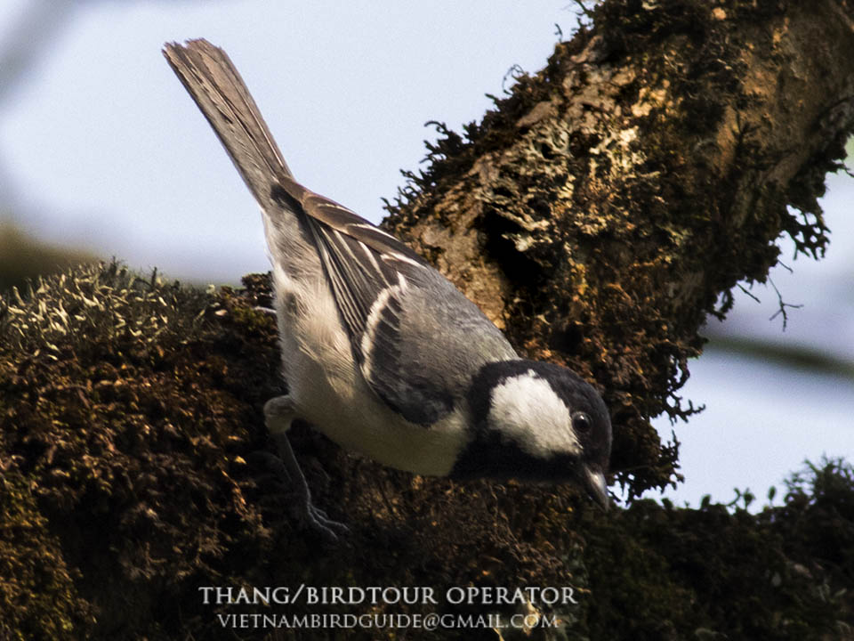 Birds of South East Asia
