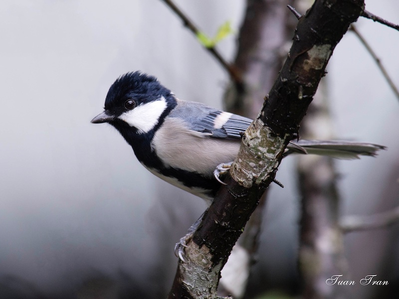 Birds of South East Asia