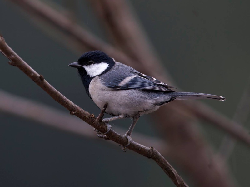 Birds of South East Asia