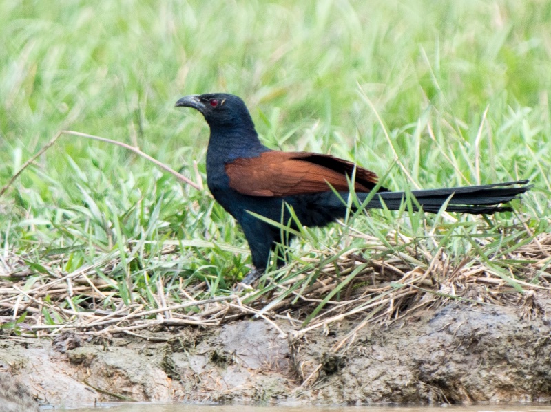 Birds of South East Asia