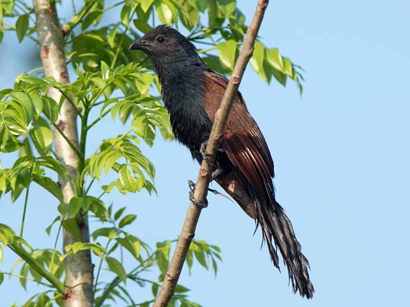 Birds of South East Asia