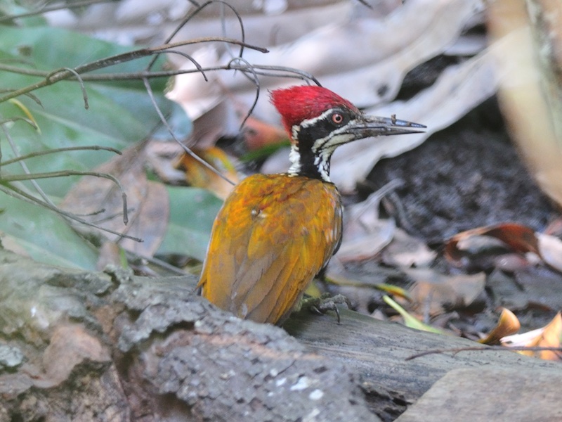 Birds of South East Asia