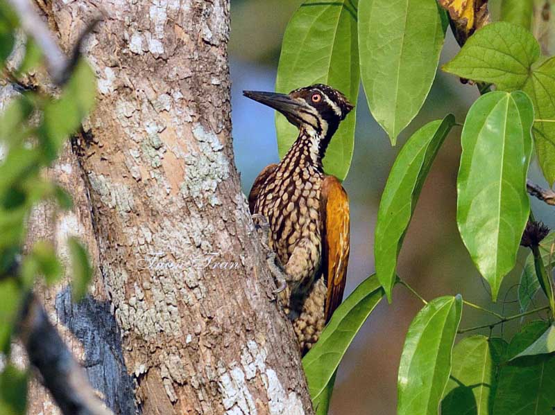 Birds of South East Asia
