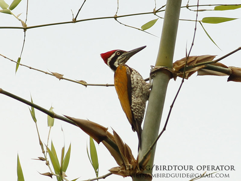 Birds of South East Asia