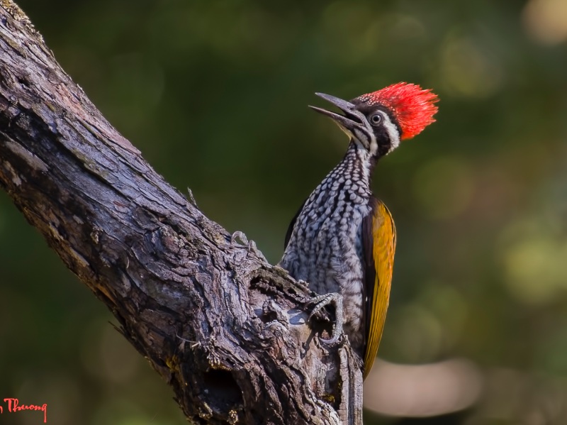 Birds of South East Asia