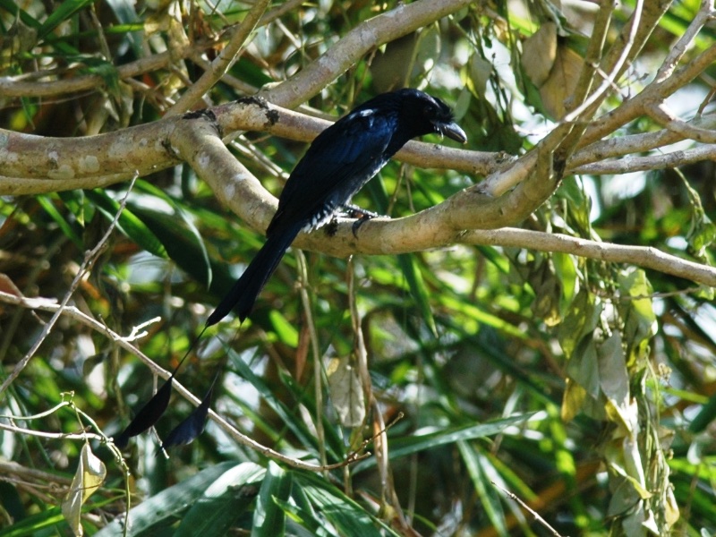 Birds of South East Asia