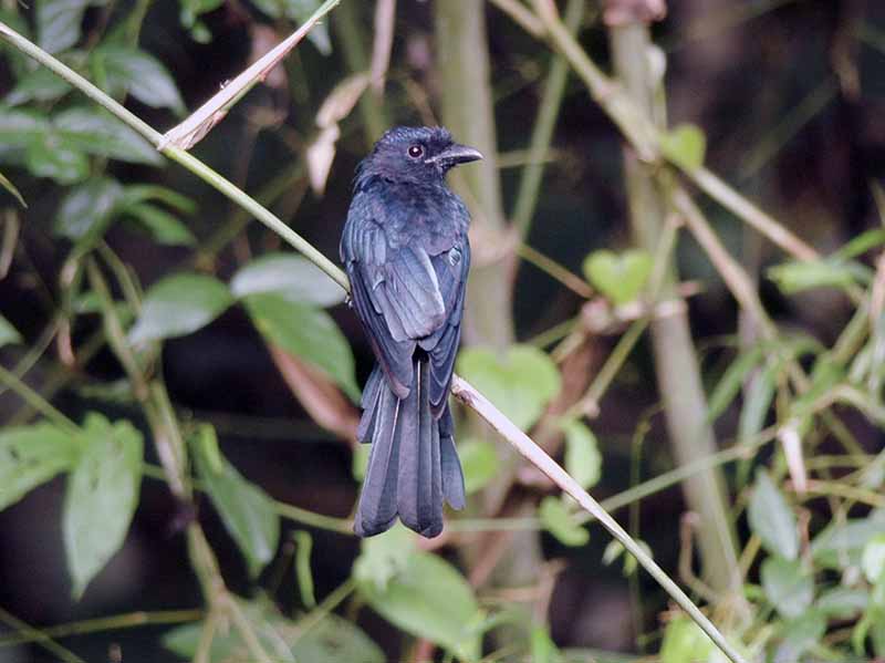 Birds of South East Asia