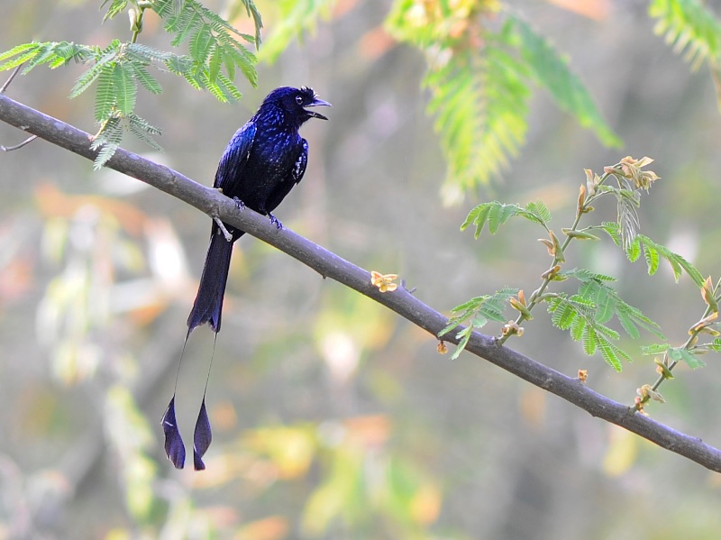Birds of South East Asia