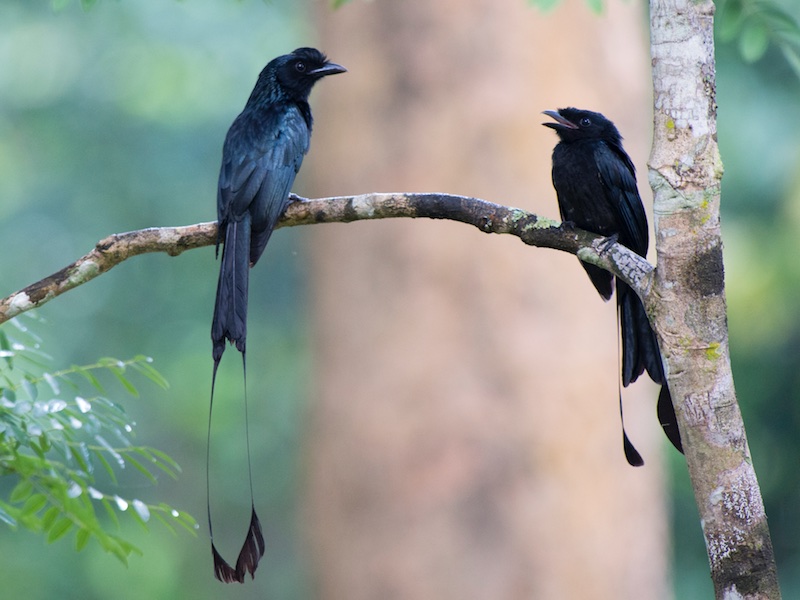 Birds of South East Asia