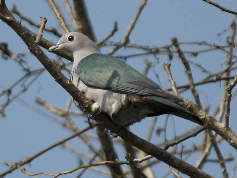 Birds of South East Asia