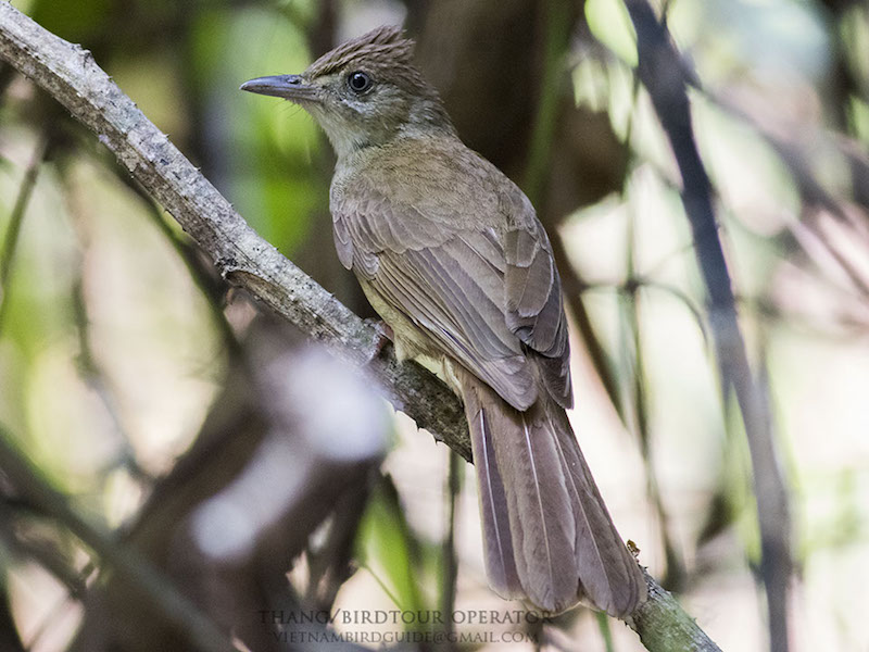 Birds of South East Asia