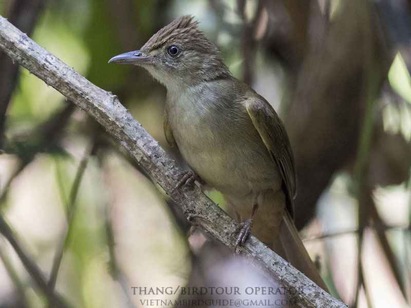 Birds of South East Asia