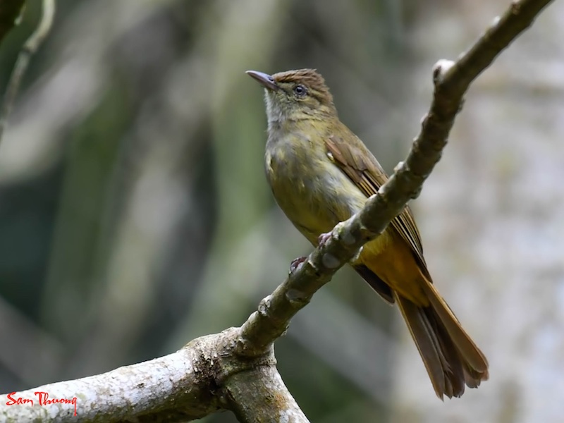 Birds of South East Asia
