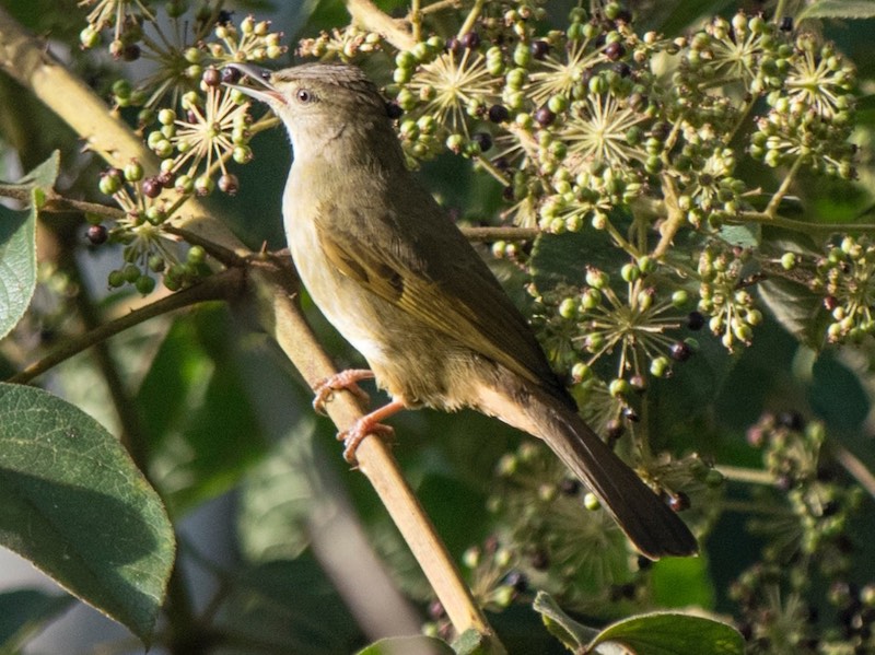 Birds of South East Asia