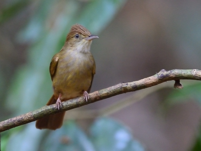 Birds of South East Asia