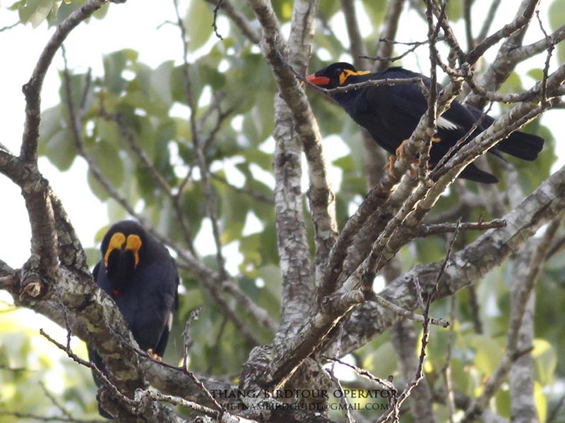Birds of South East Asia