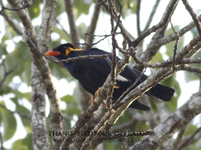 Birds of South East Asia