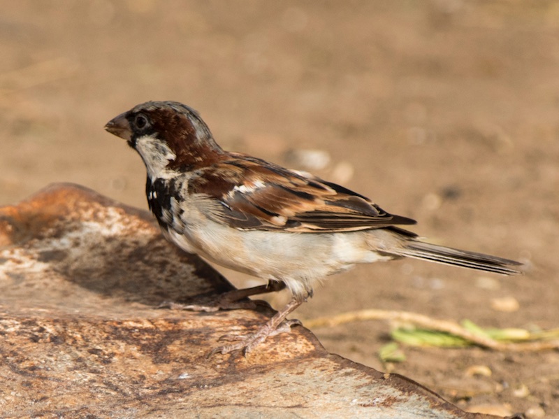 Birds of South East Asia
