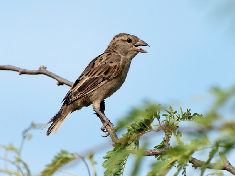 Birds of South East Asia