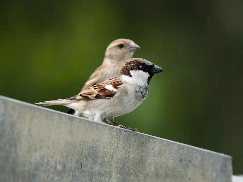 Birds of South East Asia