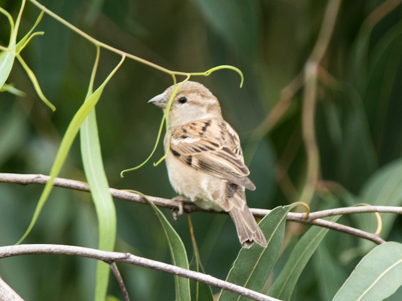 Birds of South East Asia