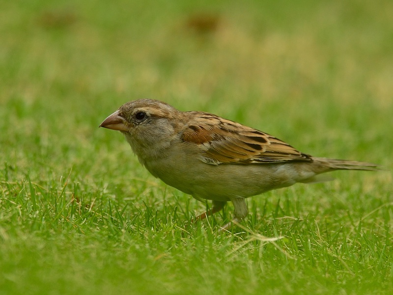 Birds of South East Asia