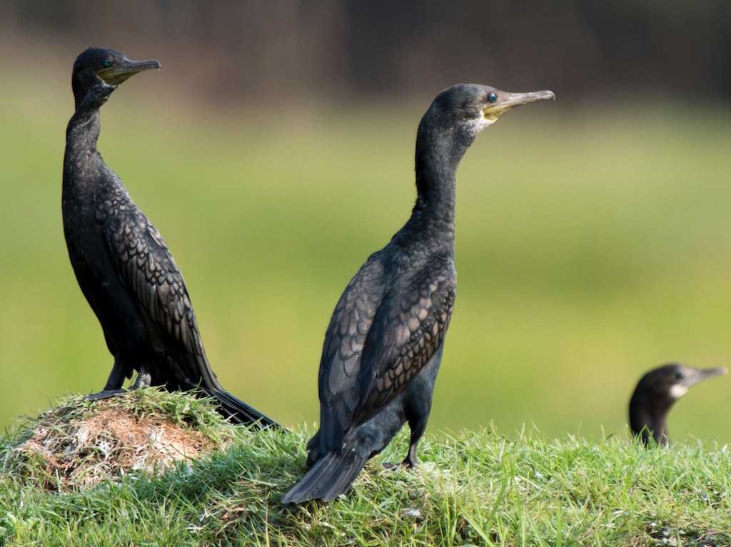 Birds of South East Asia