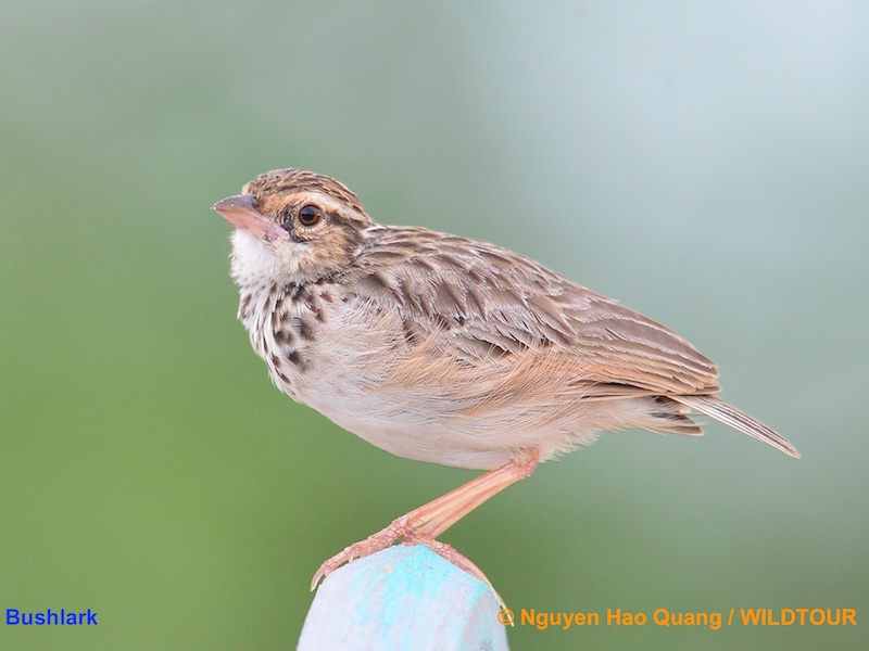 Birds of South East Asia