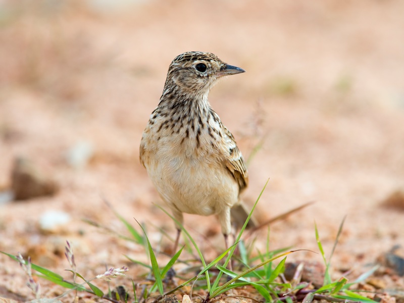 Birds of South East Asia