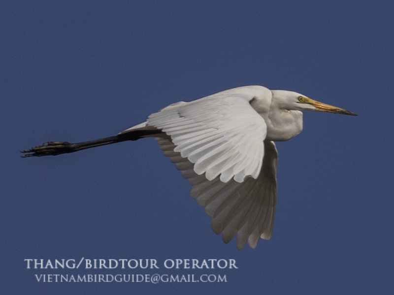 Birds of South East Asia
