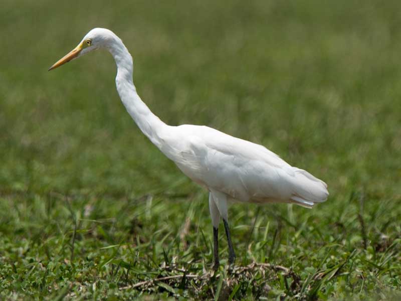 Birds of South East Asia