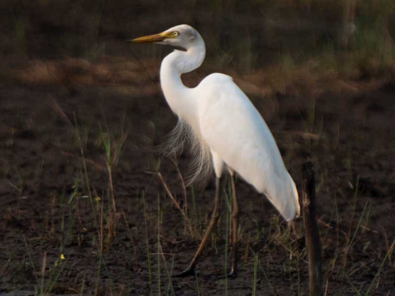 Birds of South East Asia