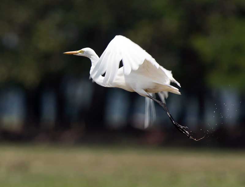 Birds of South East Asia