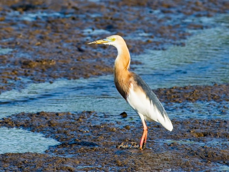Birds of South East Asia