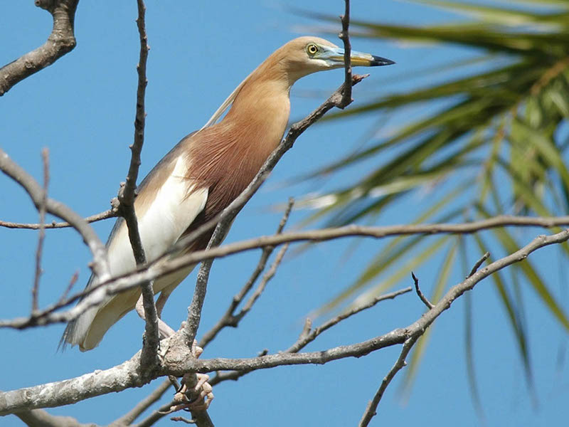 Birds of South East Asia