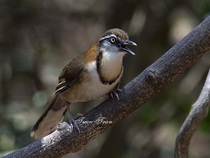 Birds of South East Asia