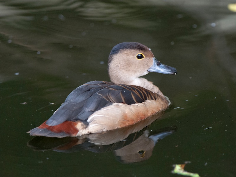 Birds of South East Asia