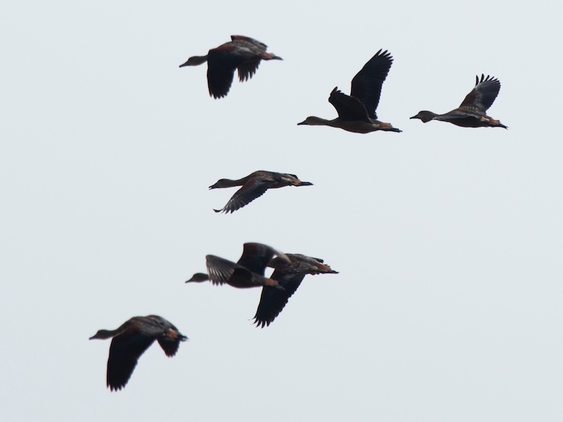 Birds of South East Asia